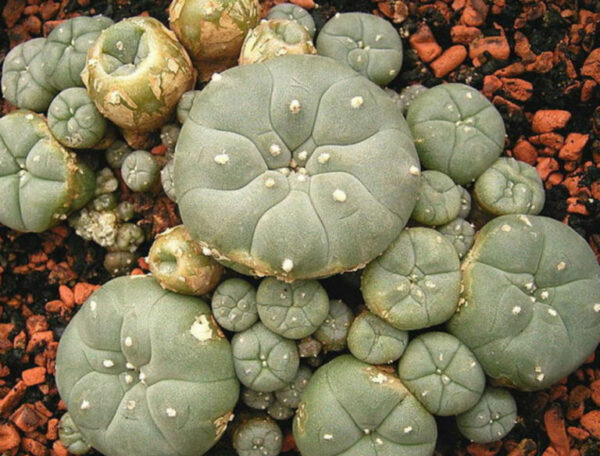 Mescaline Peyote Cactus