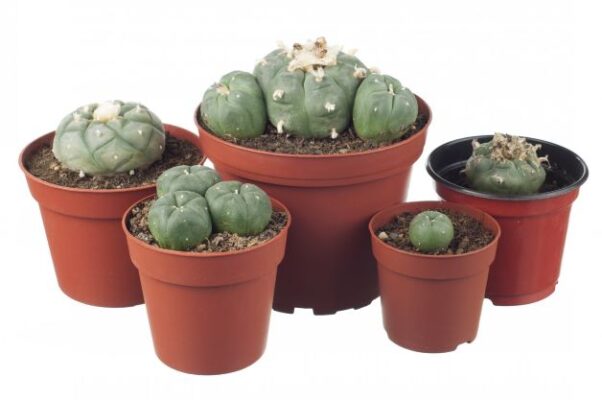 Peyote cactus